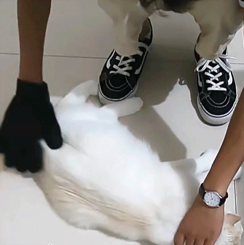 Magic Grooming Glove